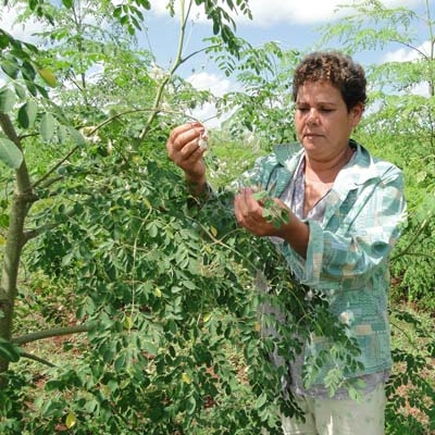 Moringa oleifera (Meerrettichbaum)