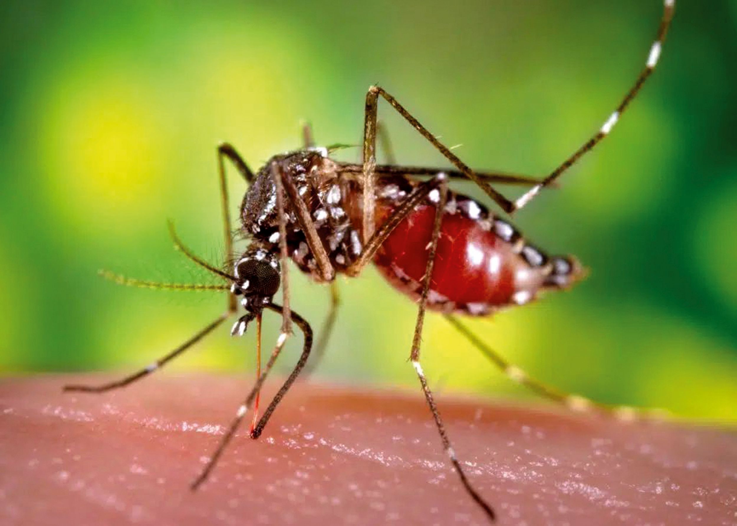 mosquito colombia centers for disease control and prevention 1024x731 1